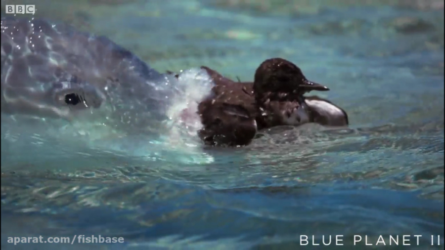 شکار پرنده، توسط ماهی گیش بزرگ