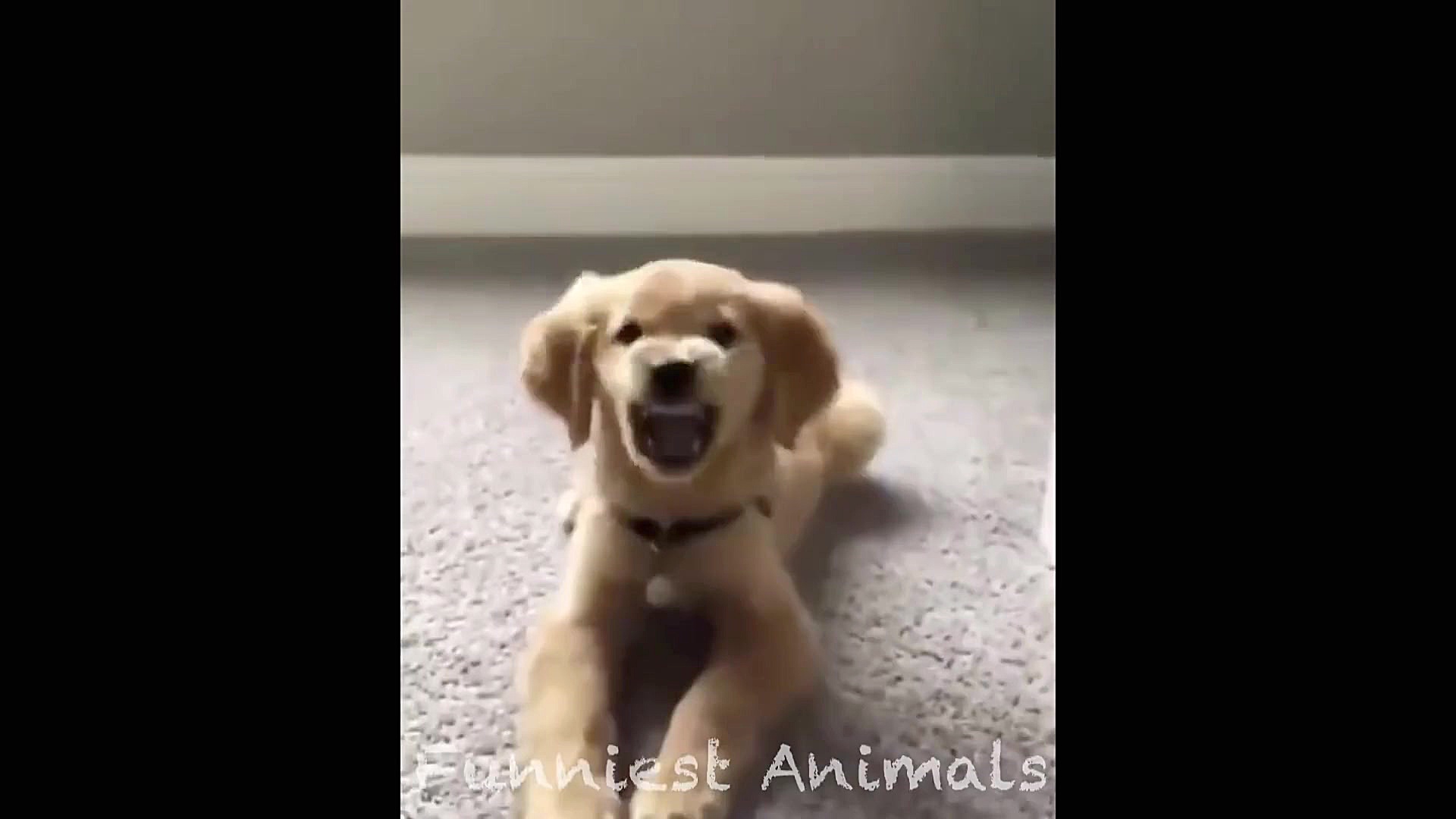 بچه حیوانات سوپر بامزه و خنده...