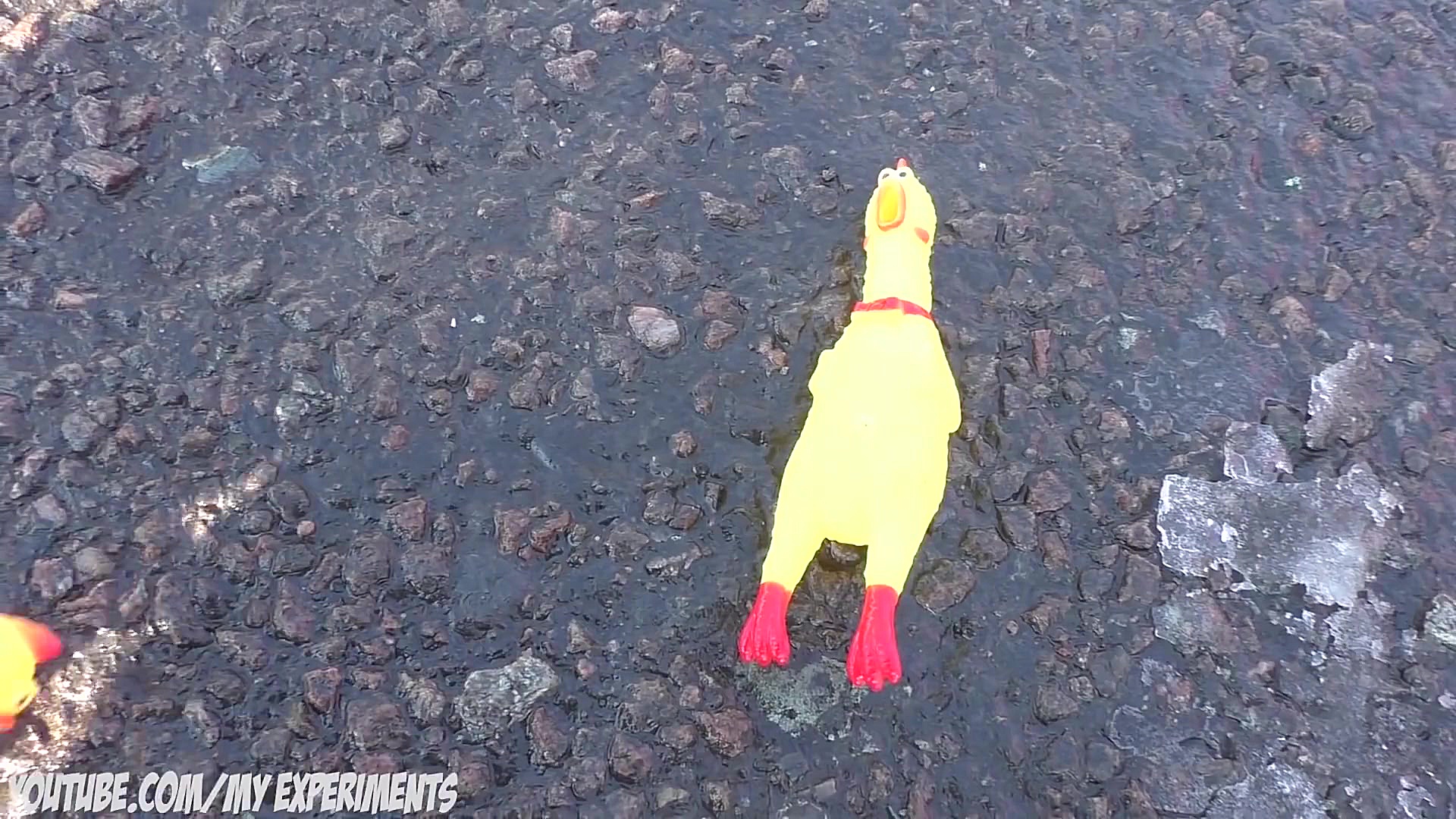 آزمایش عجیب  پرواز جوجه دیوانه...