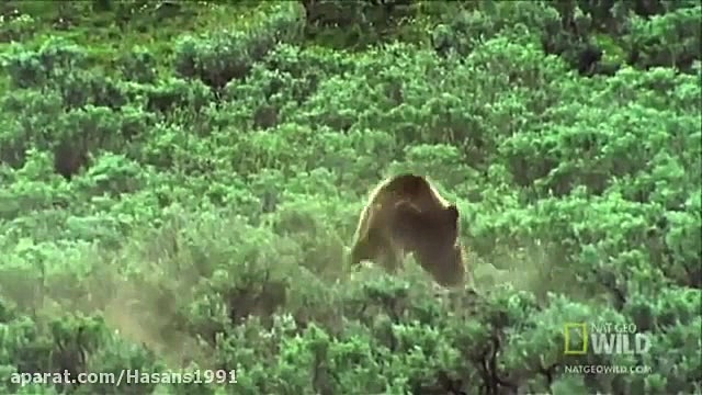 shekare bofalo tavasote kherse...