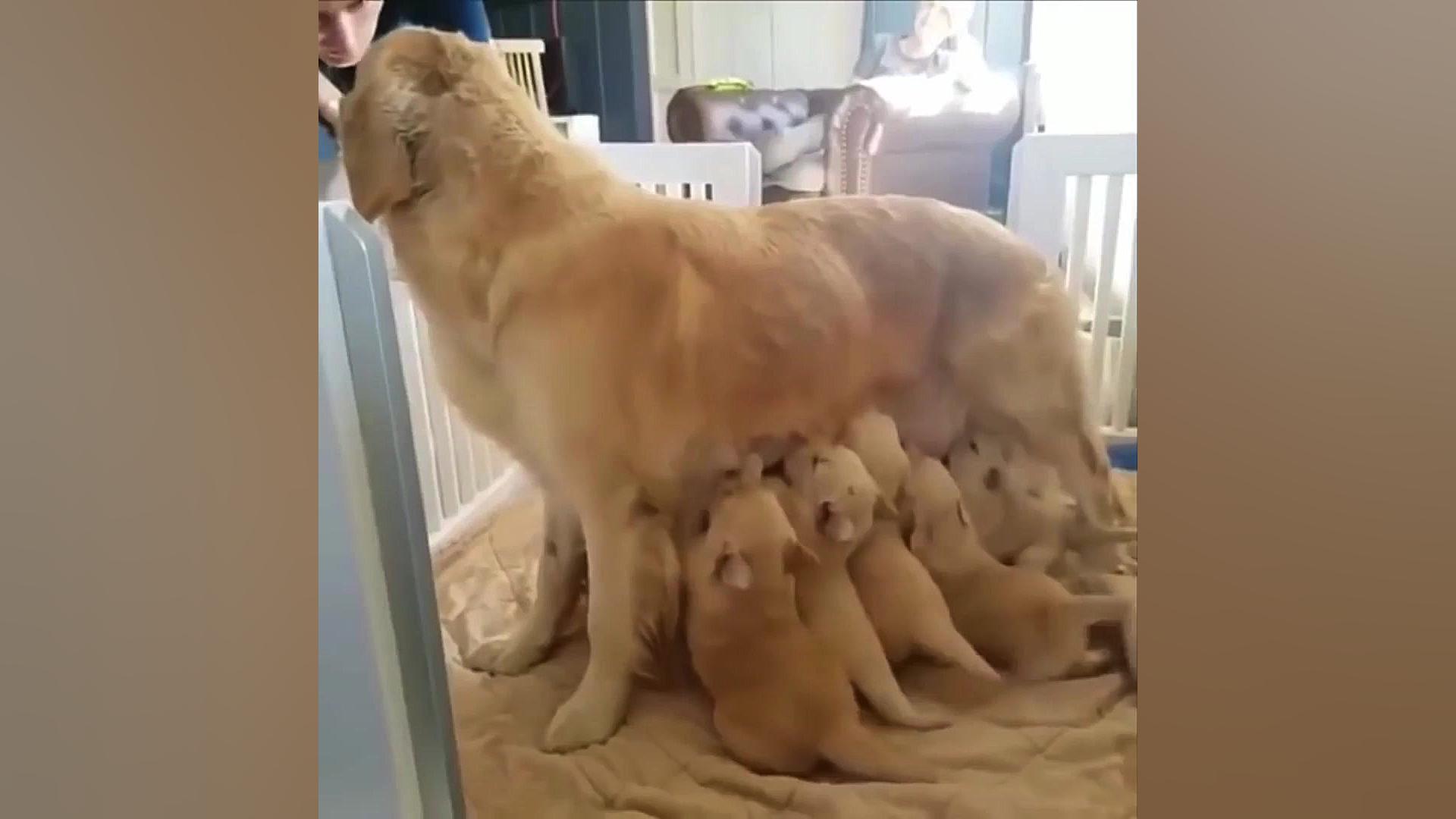 بچه حیوانات سوپر بامزه و خنده...