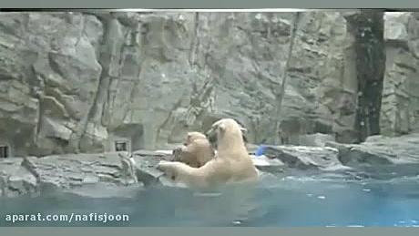 بچه خرس بازیگوش