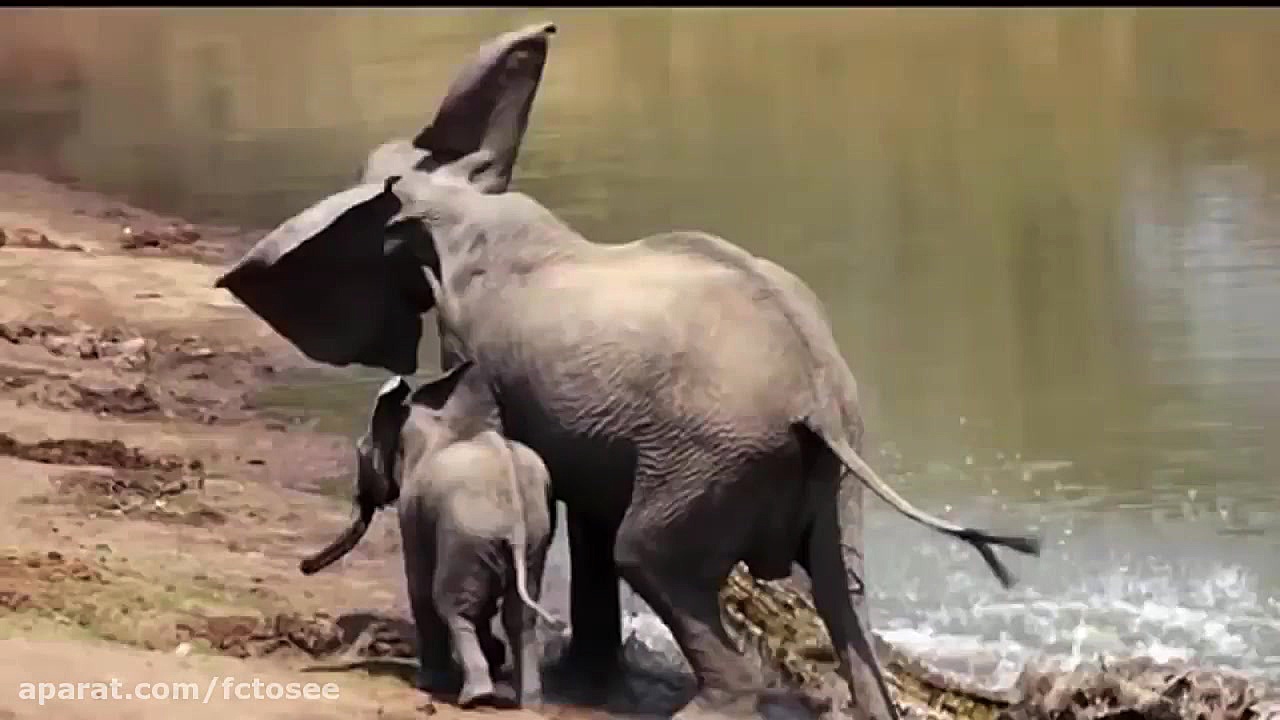 حیات وحش| 10 حیوان که یکدیگر ر...