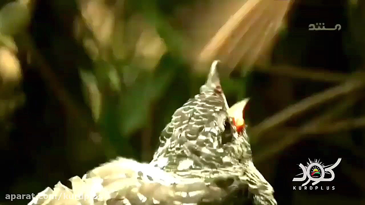 مستند حیات وحش ، جوجه&zwnj;ای...