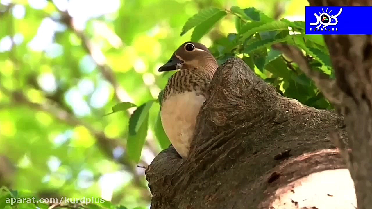 مستند حیات وحش ، لحظه