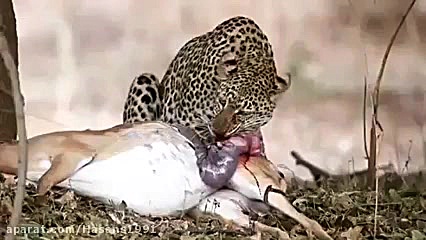 khordane janine aho tavasote p...