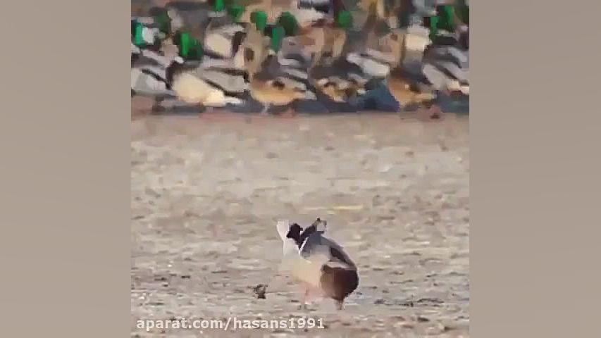 kandane sar ordak tavasote sha...