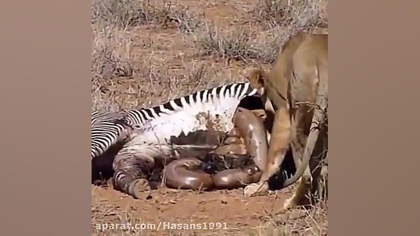 clipe hal be ham zan az khorda...