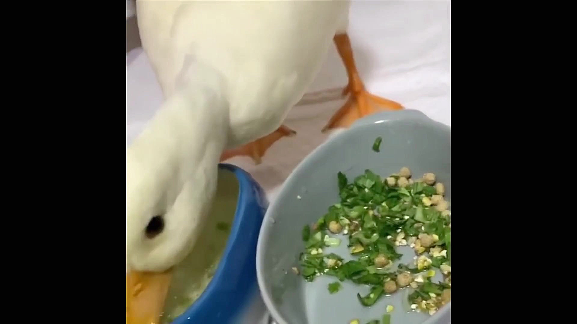 بچه حیوانات سوپر بامزه و خنده...