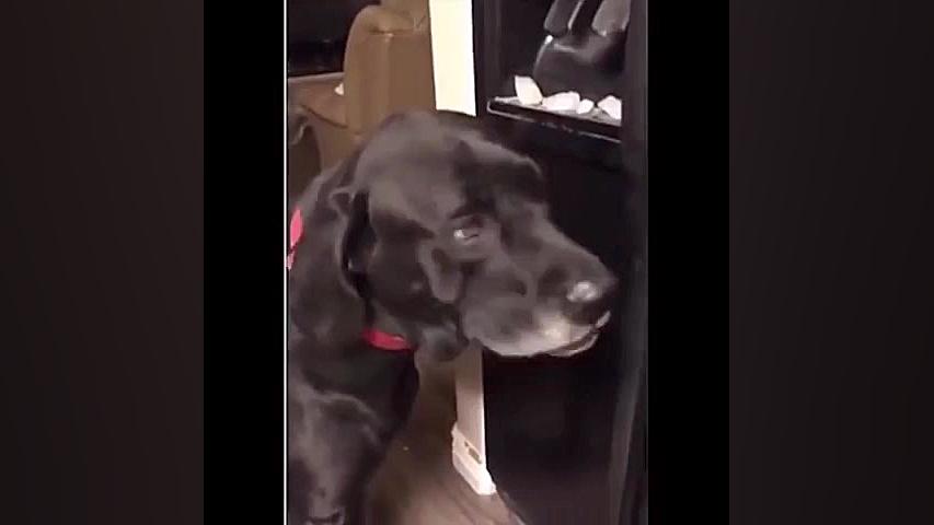 بچه حیوانات سوپر بامزه و خنده...