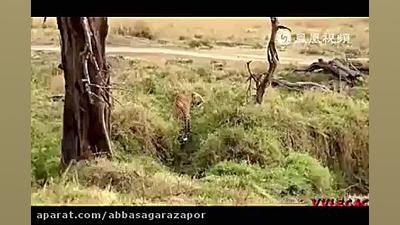 مستند حیات وحش