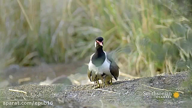 تلاش هدهد اسیایی برای ترساندن...