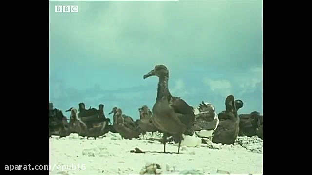 ویدیوی جالب از شکار پرندگان تو...