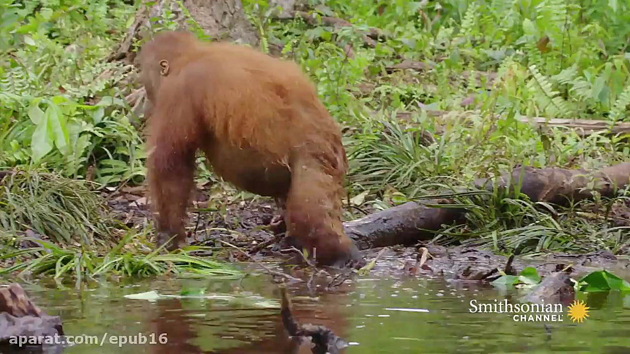 فیلم دیدنی از نارگیل خوردن اور...