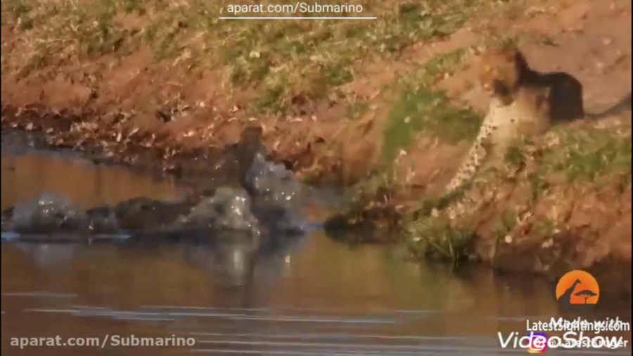 جدال پلنگ و کروکودیل