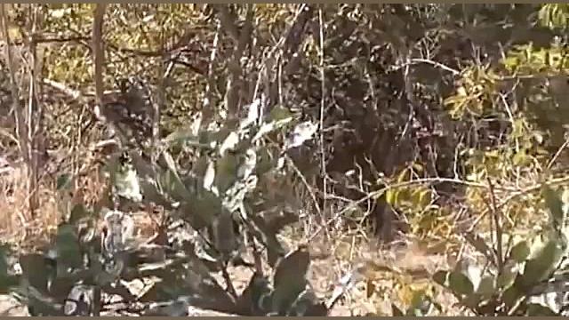 مستند ده مبارزه مرگبار حیوانات...