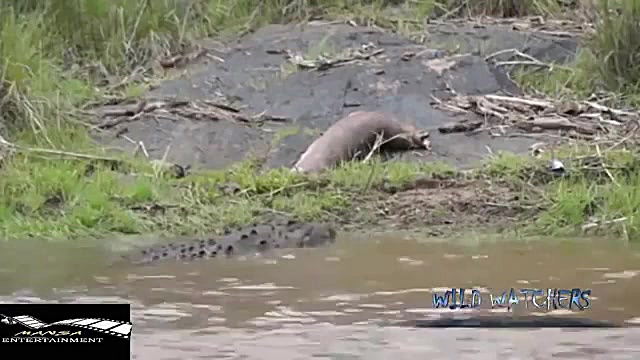 مستند شکار حیوانات مرگبار&nbsp...