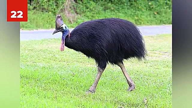 مستند شکار حیوانات درنده بسیار...