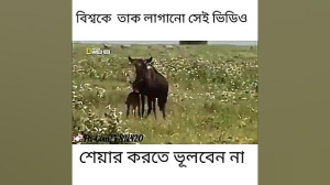 مستندحیات وحش