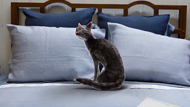 پروژه اماده افتر افکت نمایش گر...