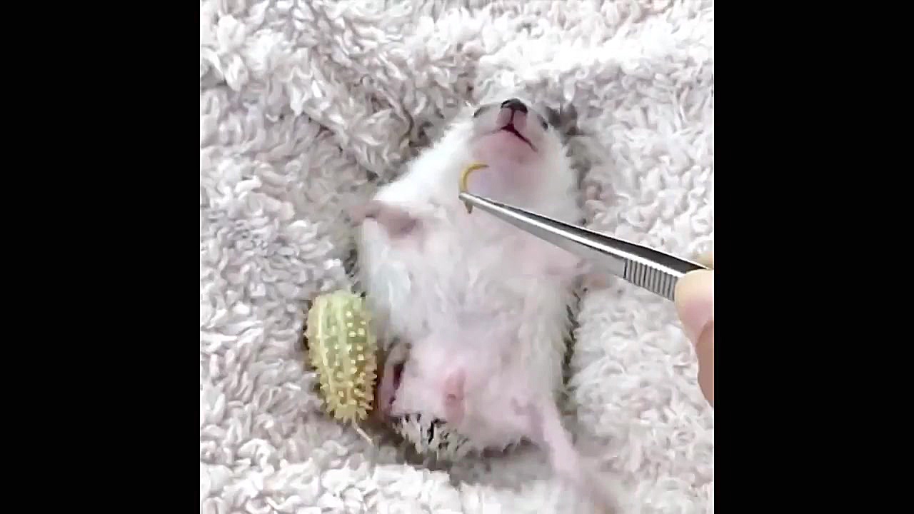 بچه حیوانات سوپر بامزه و خنده...