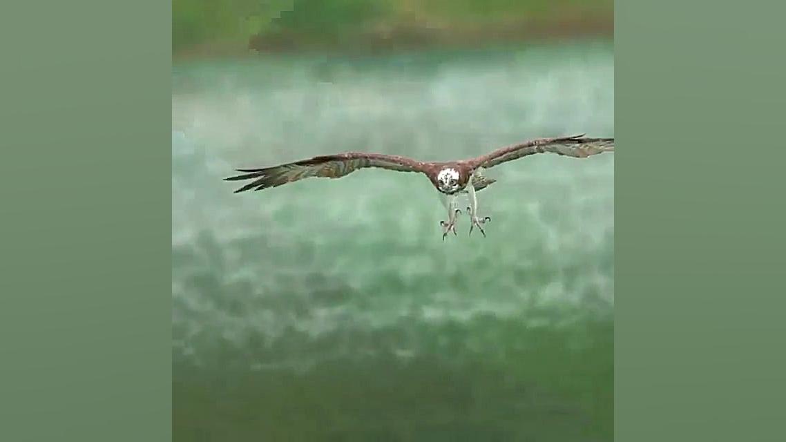 کلیب زیبای شکار ماهی توسط عقاب