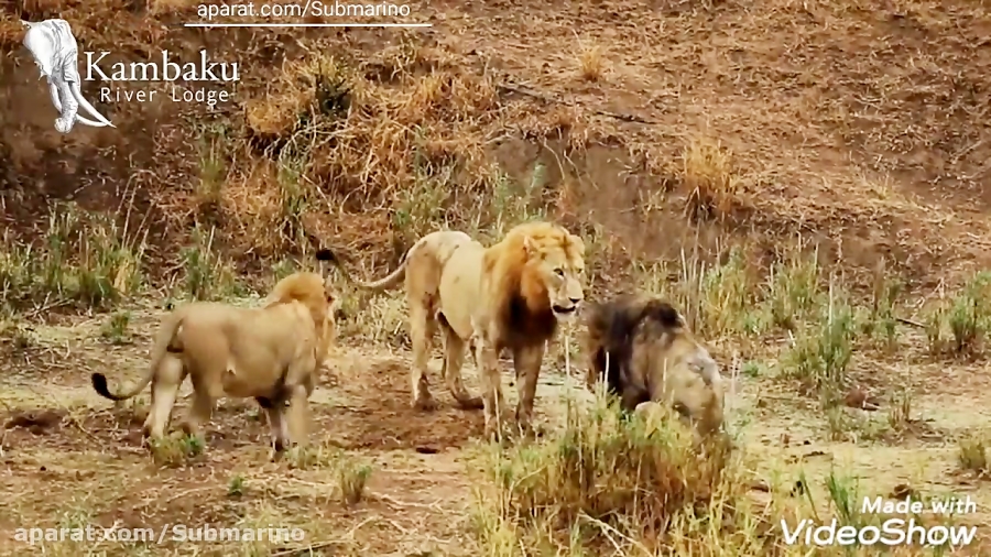 نبرد شیرهای نر