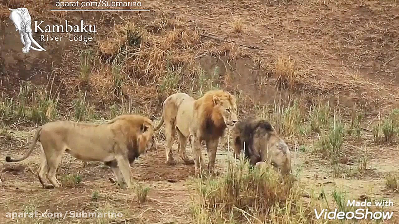 نبرد شیرهای نر