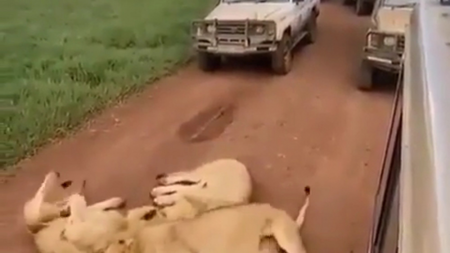 مستند حیات وحش: در جاده خوابید...