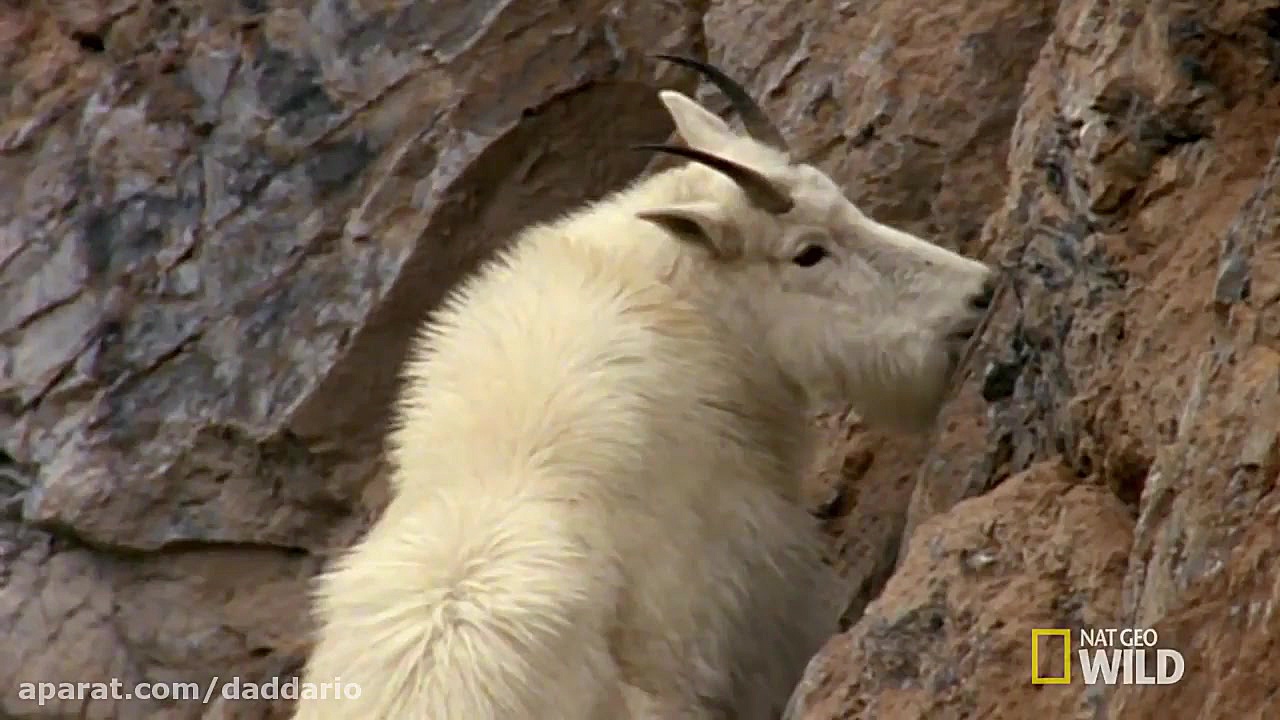 مستند حیات وحش | تلاش شیر کوهی...