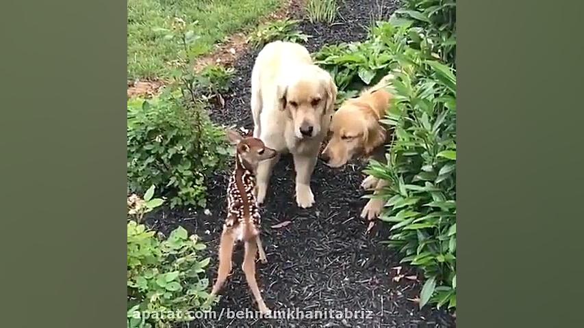 مستند حیات وحش  رابطه دوستی حی...