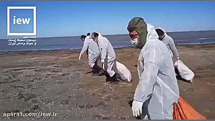 مرگ&zwnj;ومیر پرندگان در میانک...