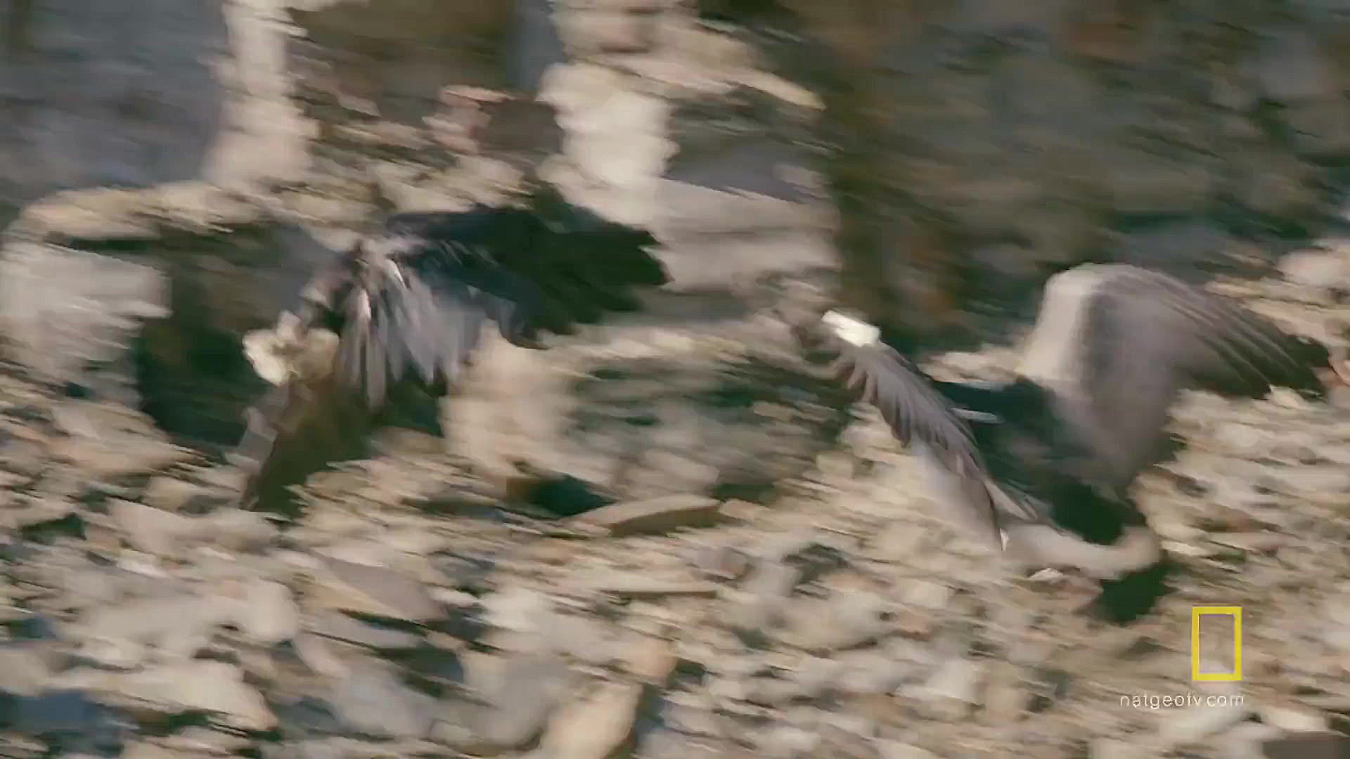 شیرجه بلند جوجه غاز وحشی از صخ...