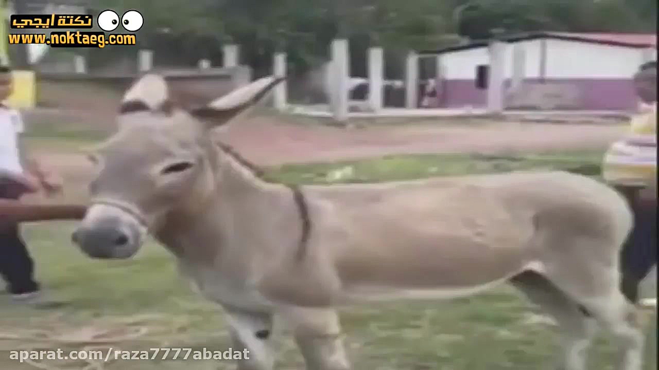 خنده با خر وقتی خر میگه نه ......