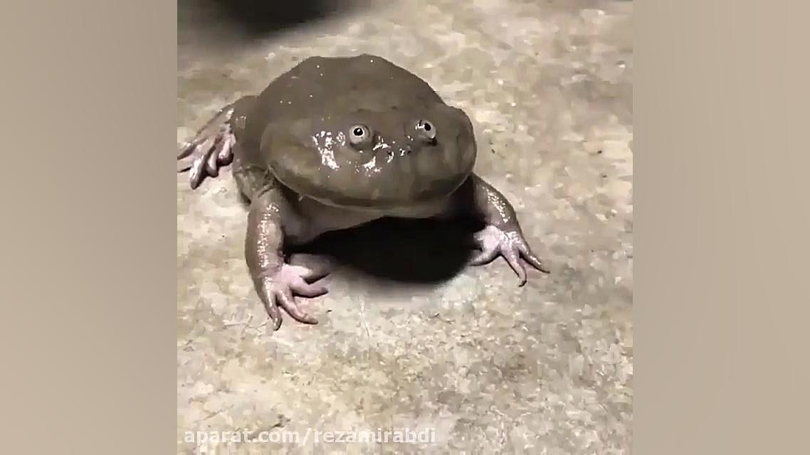 کلیپ طنز ۴۴