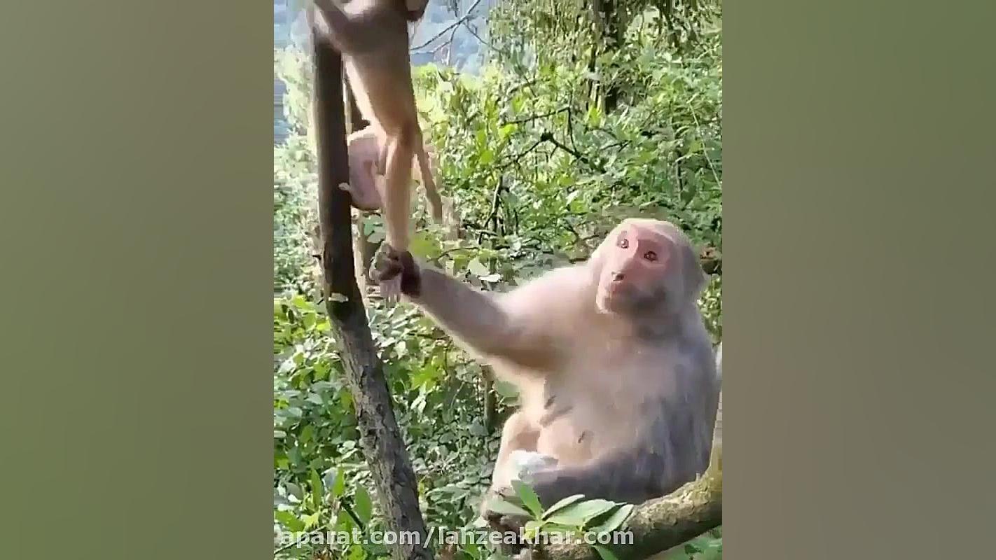 بچه میمون شیطون