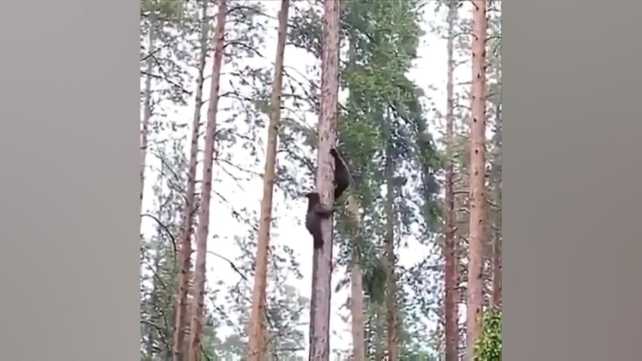 بچه حیوانات سوپر بامزه و خنده...