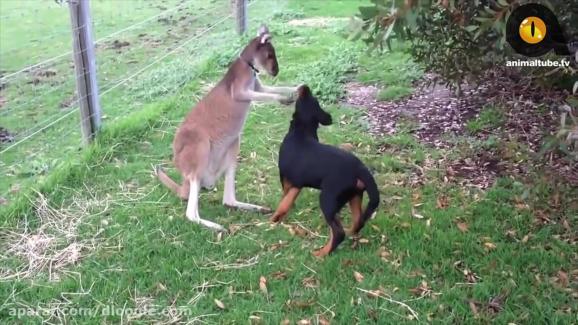 معرفی نژاد سگ ویلر