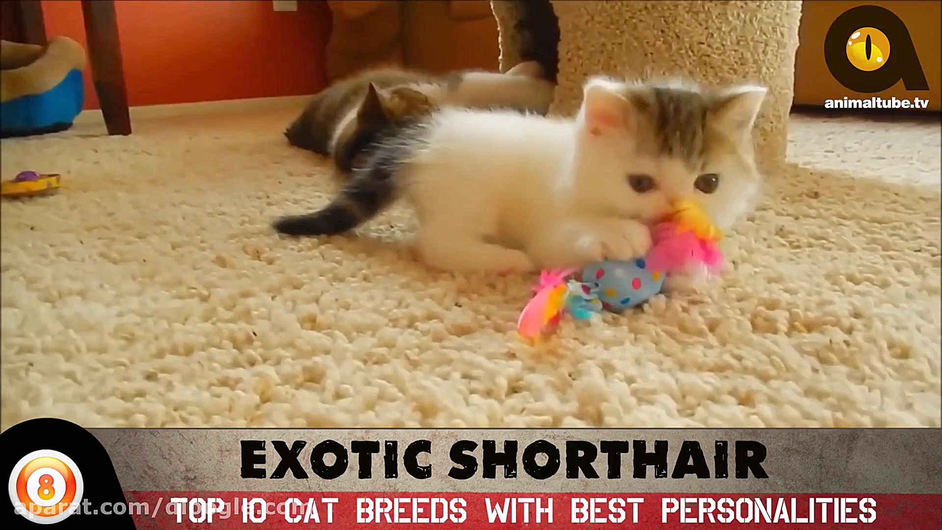 10 تا از بهترین نوع گربه ها