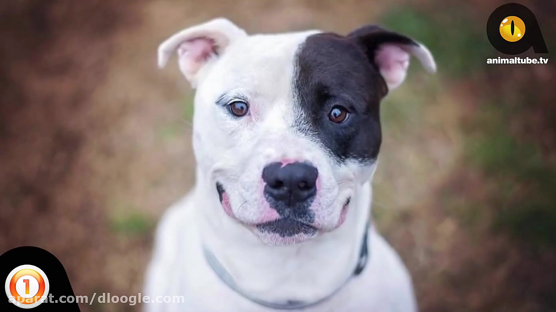 10 تا از خطرناک ترین نژاد سگ ه...