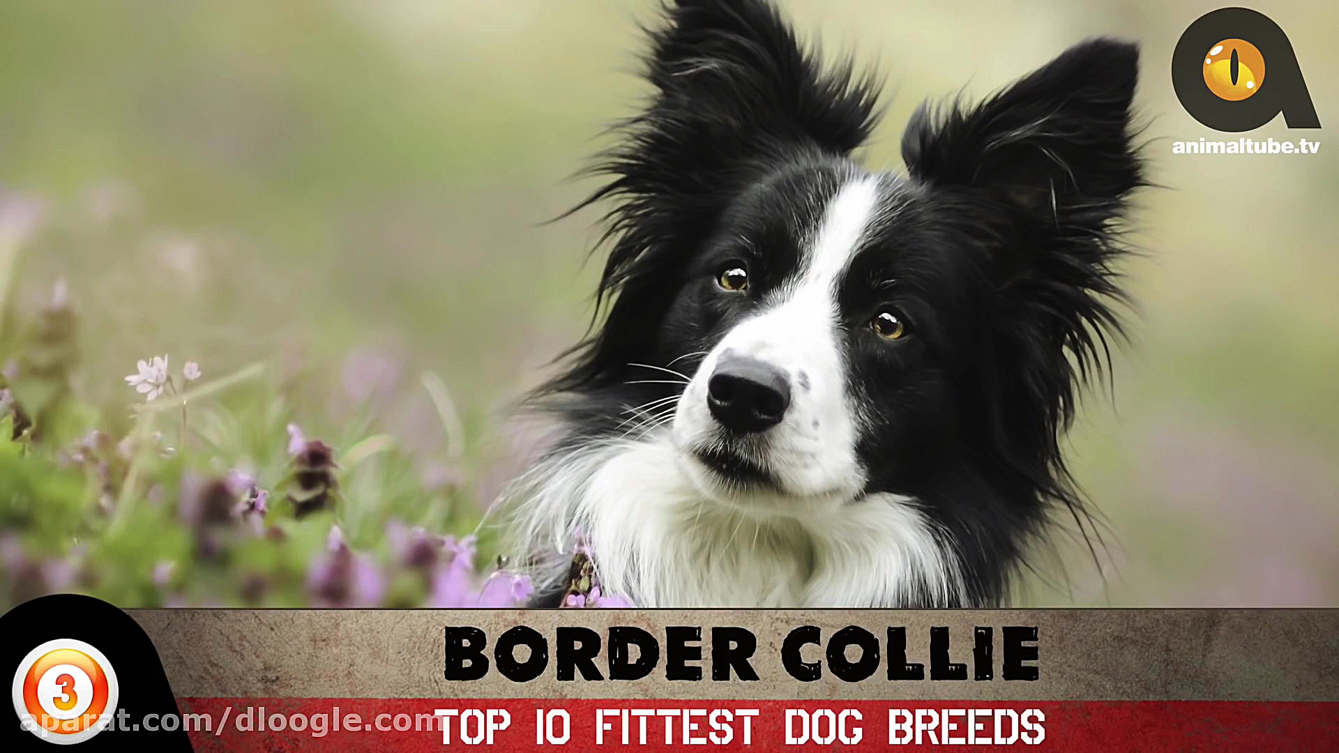 10 تا از برتر نژاد اصلاح شده س...