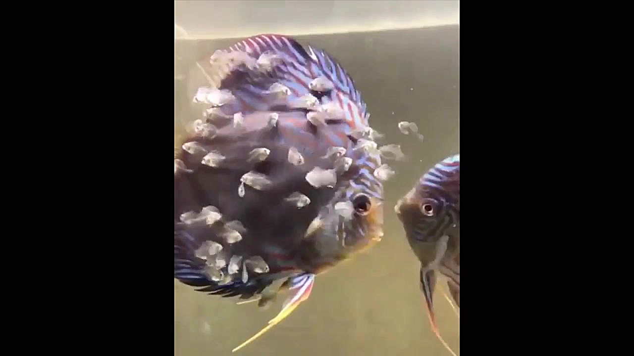 بچه حیوانات سوپر بامزه و خنده...