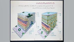 زیست شناسی دوازدهم