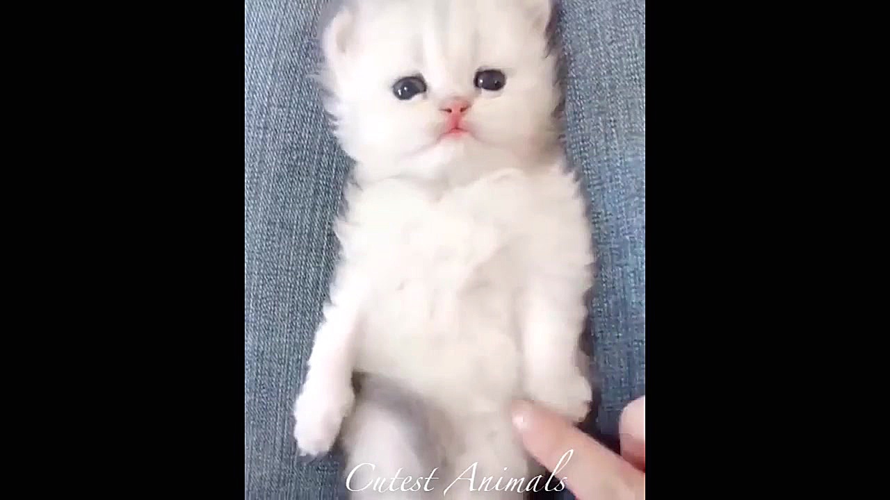 بچه حیوانات سوپر بامزه و خنده...