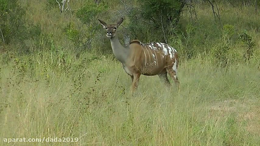 حیات وحش آفریقای جنوبی