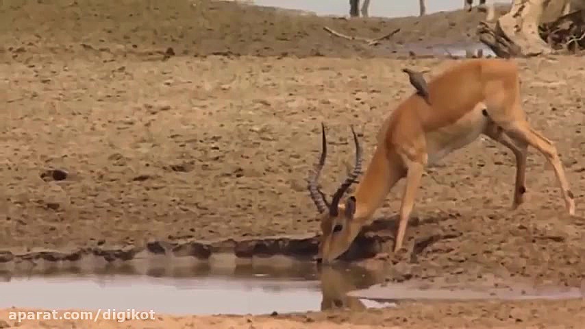 حیات وحش کروکودیل از شکست تا پ...