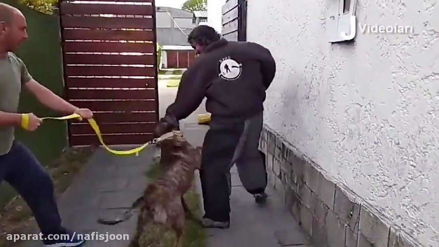 10 قویترین نژاد سگ آمریکایی!