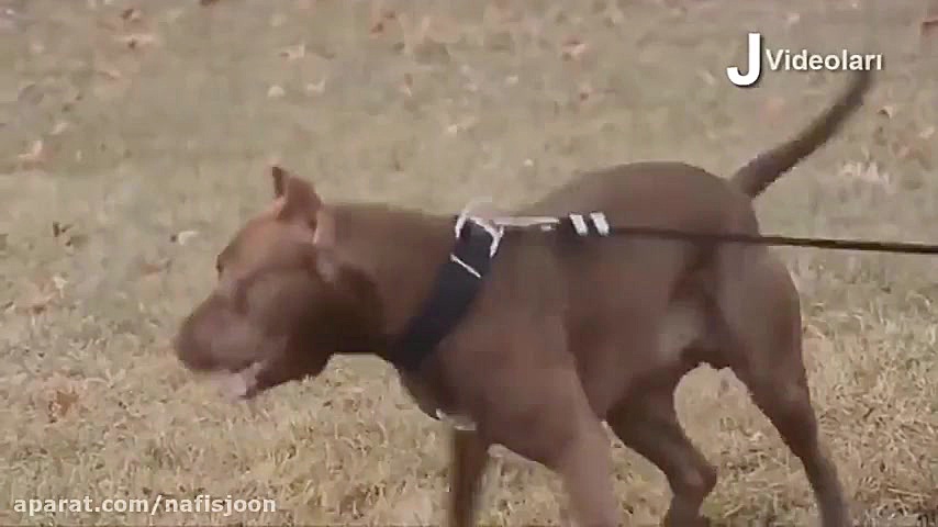 10 قویترین نژاد سگ آمریکایی!