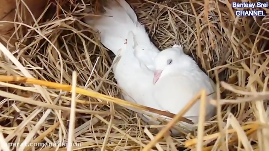 نجات پرنده ها از چنگال مار