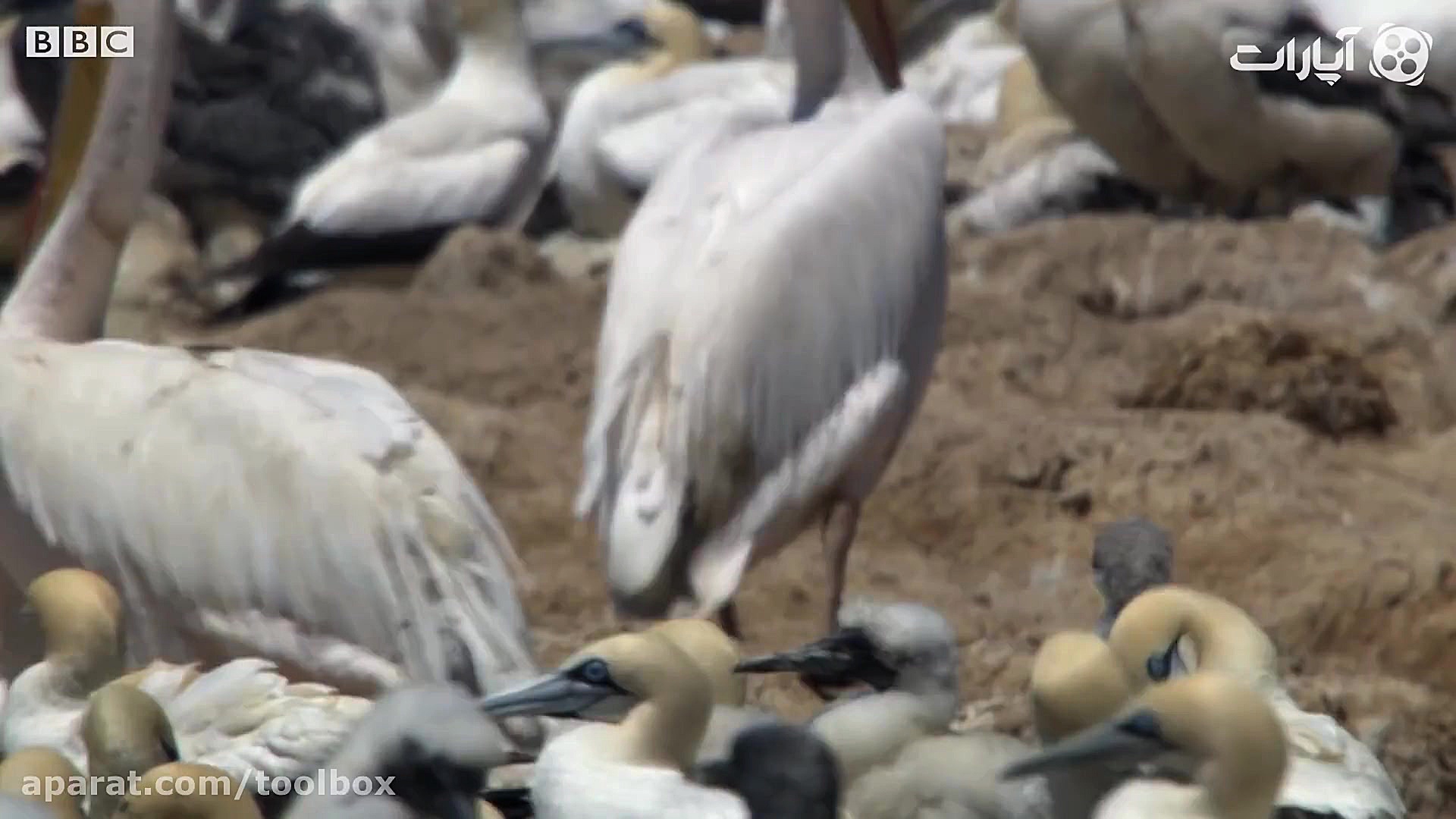 جوجه ها رو زنده زنده خورند!!!!